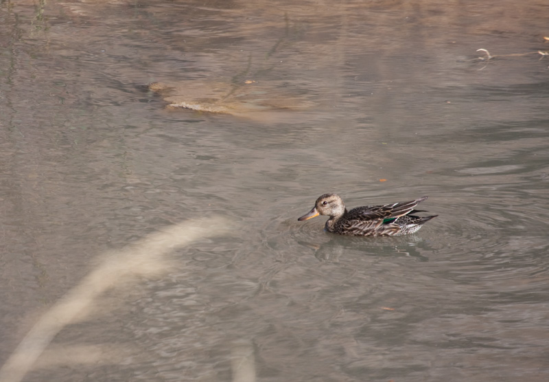 Eurasian Teal